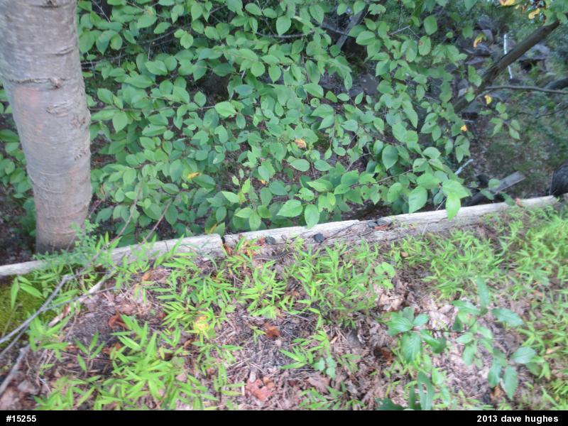 Eastern Gartersnake