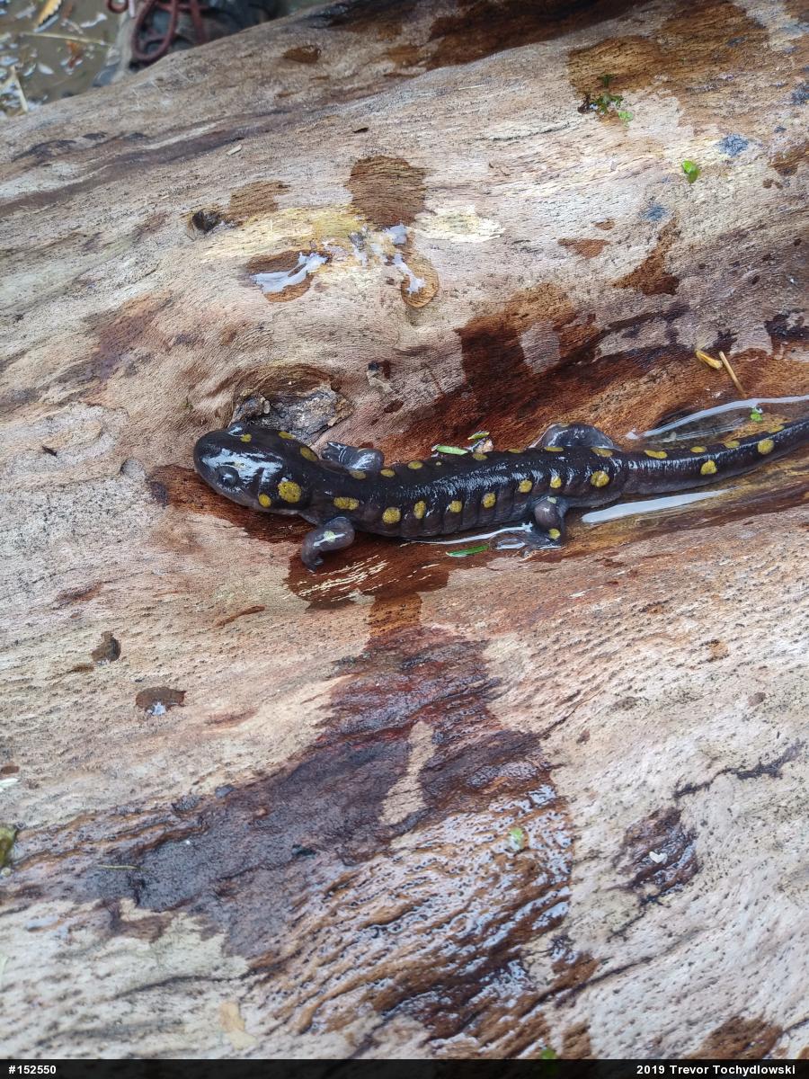 Spotted Salamander