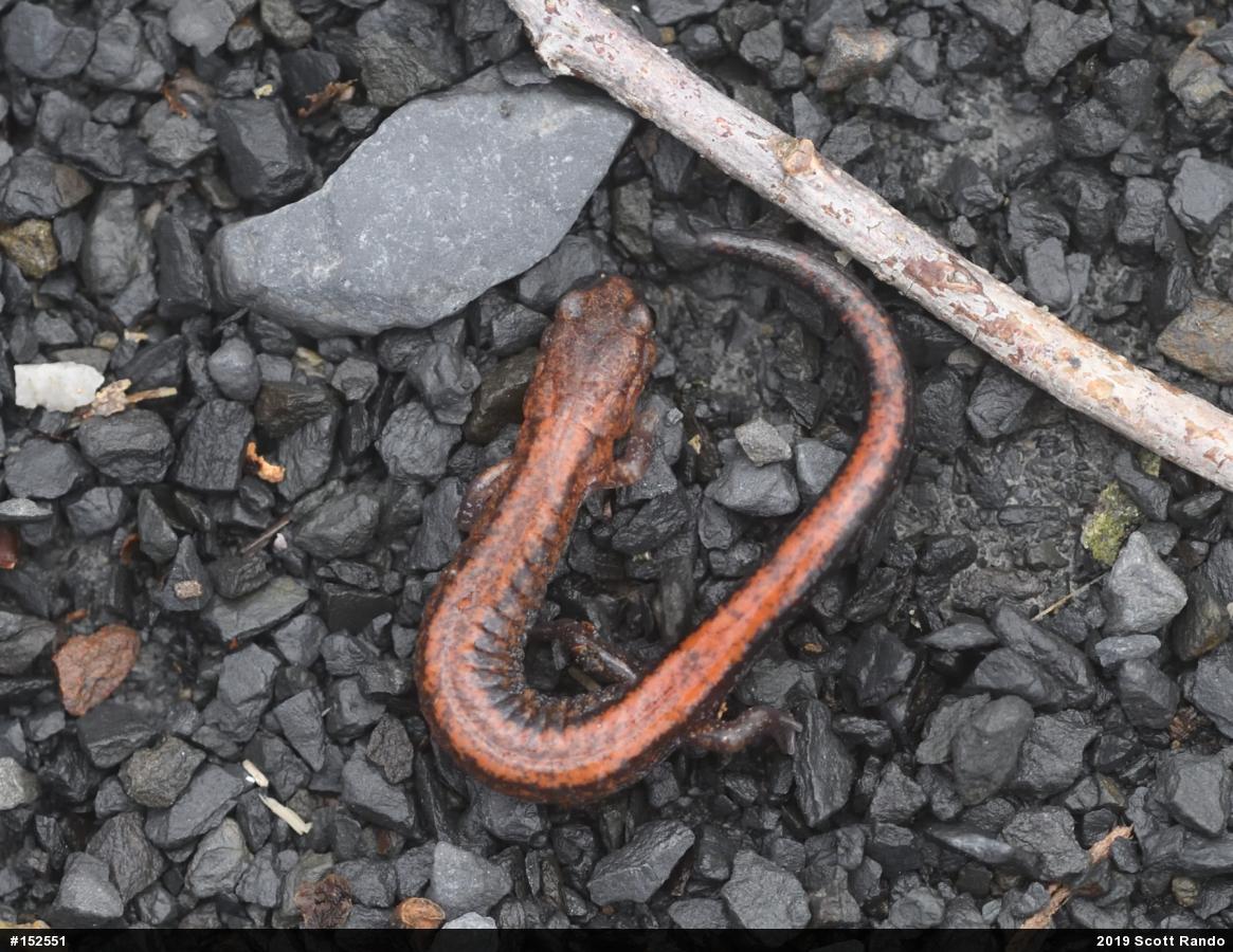 Eastern Red-backed  Salamander