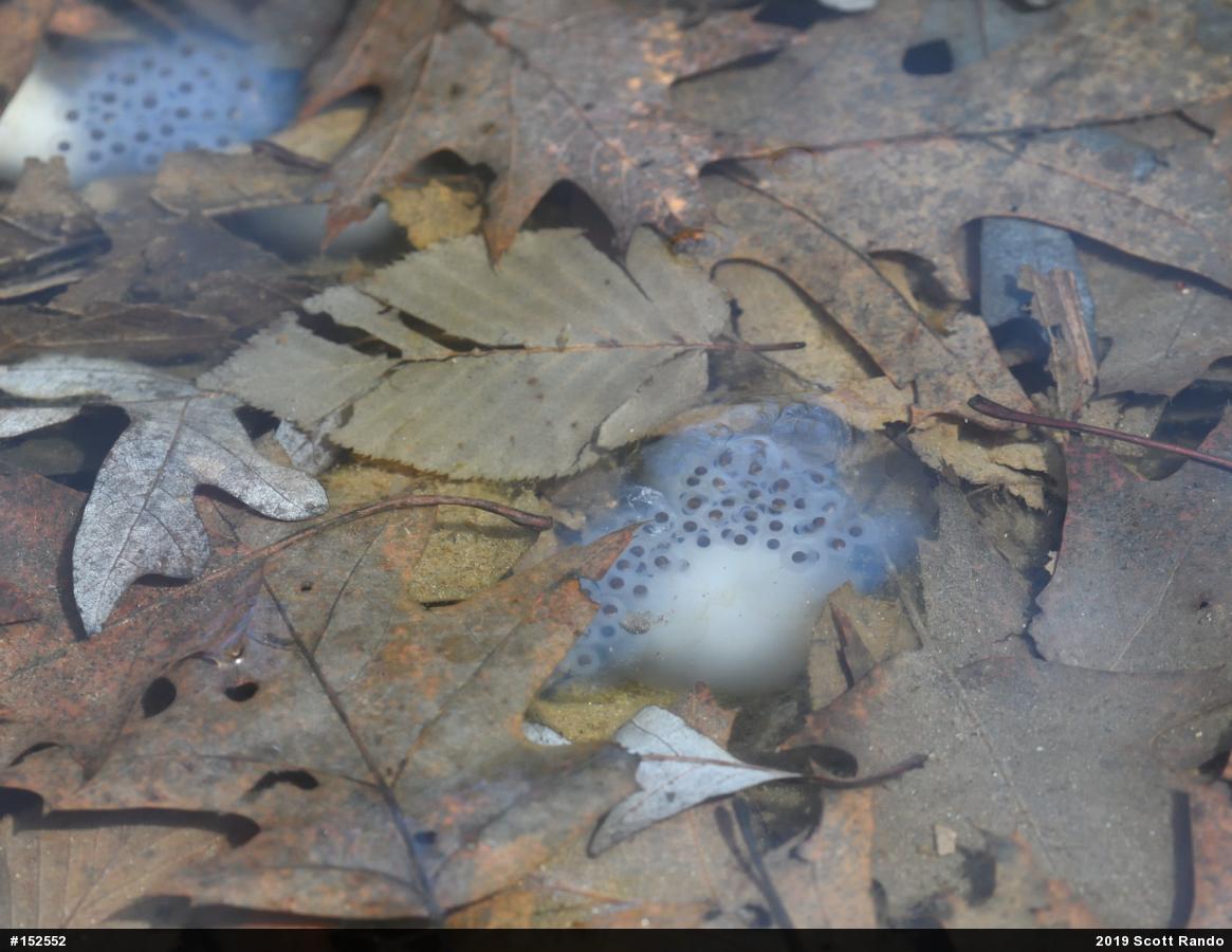 Spotted Salamander