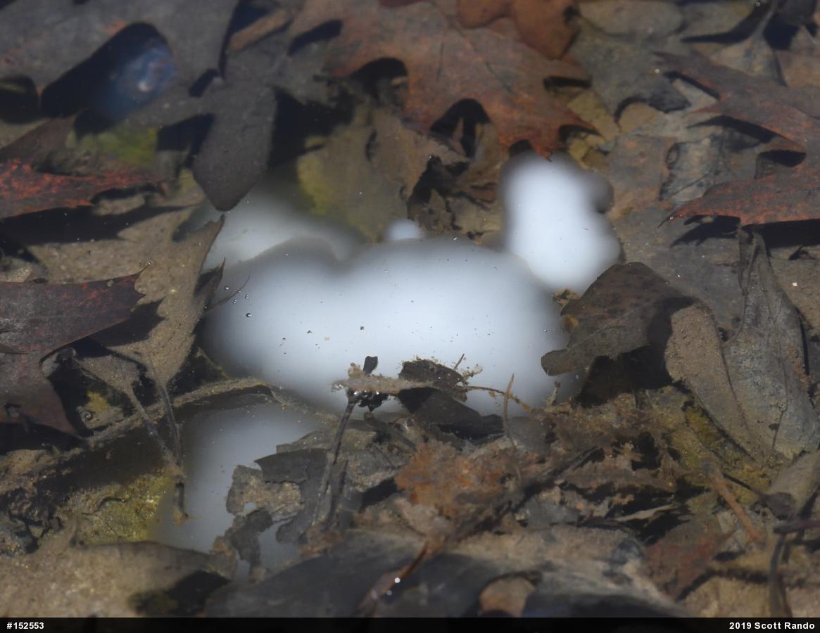 Spotted Salamander