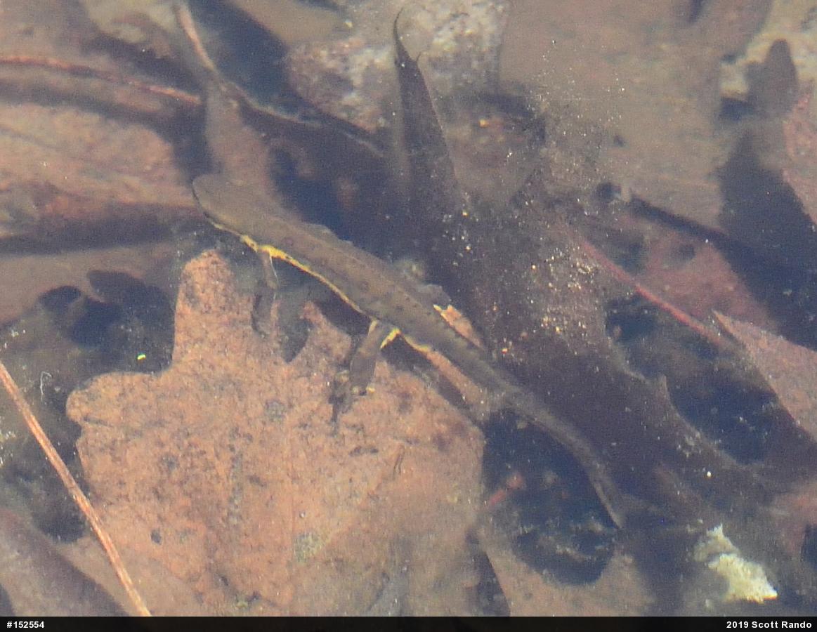 Red-spotted Newt