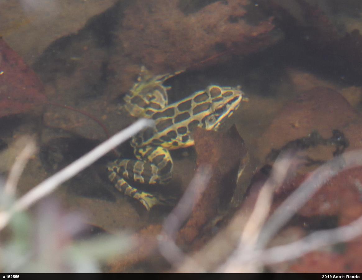 Pickerel Frog