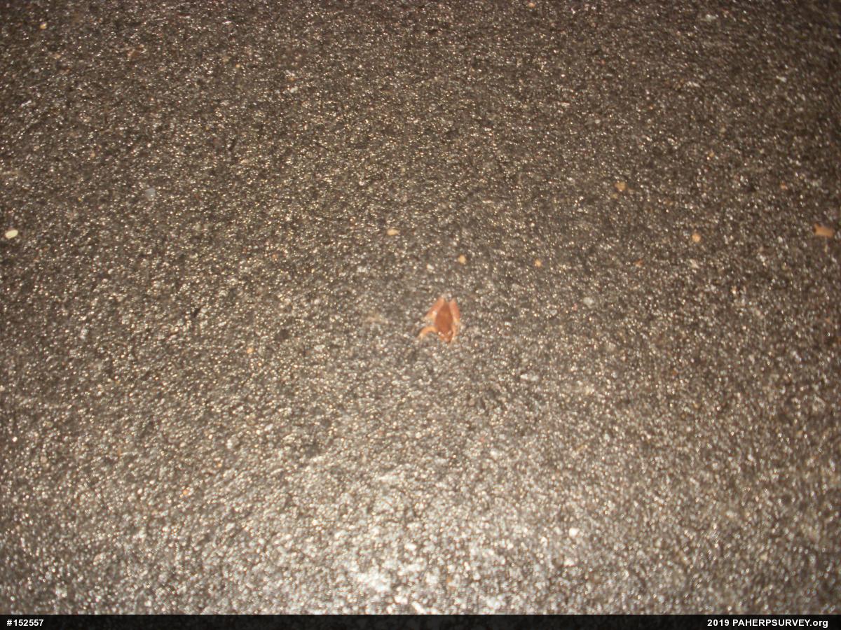 Spring Peeper