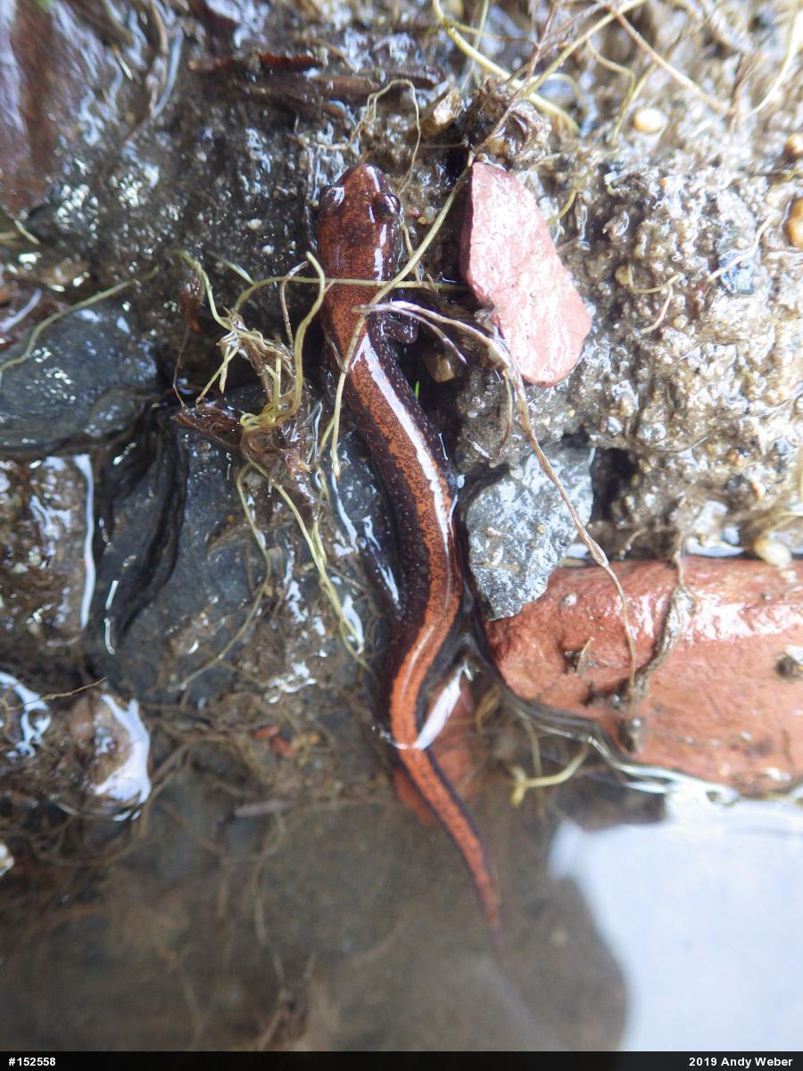 Eastern Red-backed  Salamander