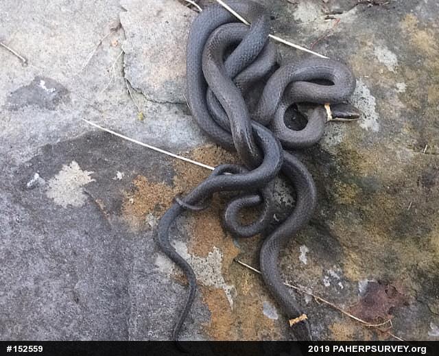 Northern Ring-necked Snake