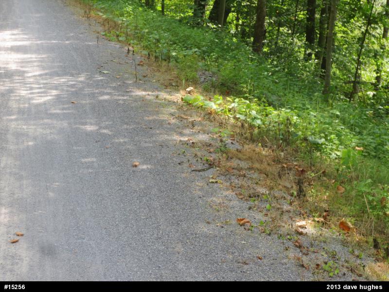 Eastern Gartersnake