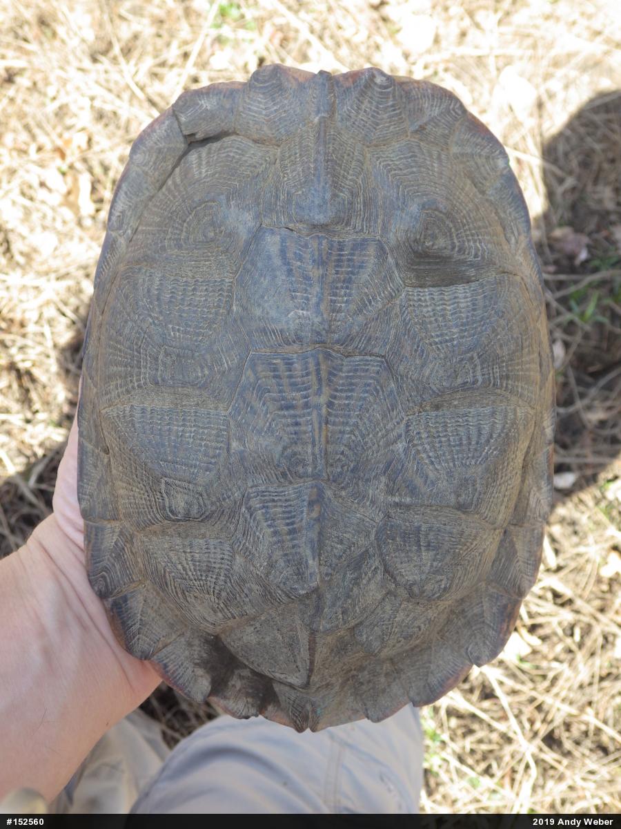 Wood Turtle