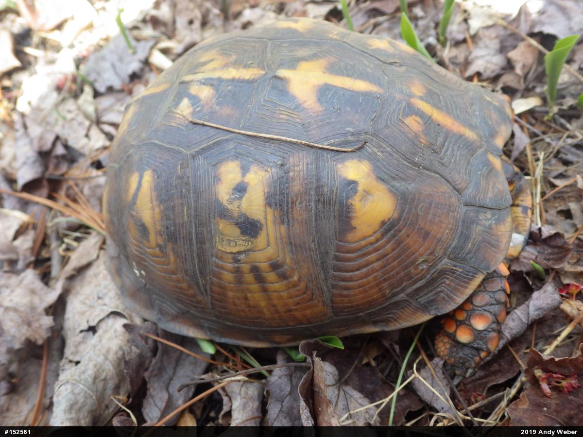 Eastern Box Turtle