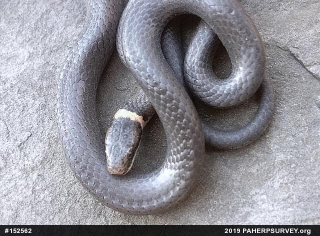 Northern Ring-necked Snake