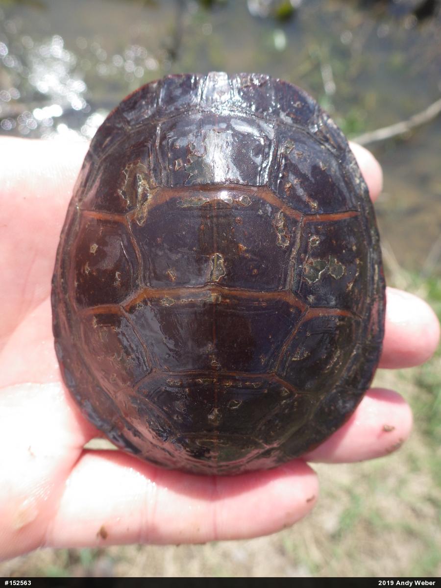 Painted Turtle