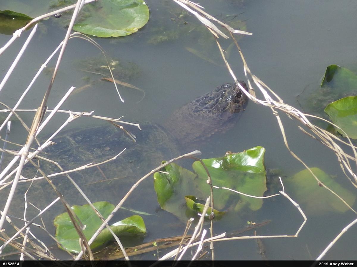 Snapping Turtle