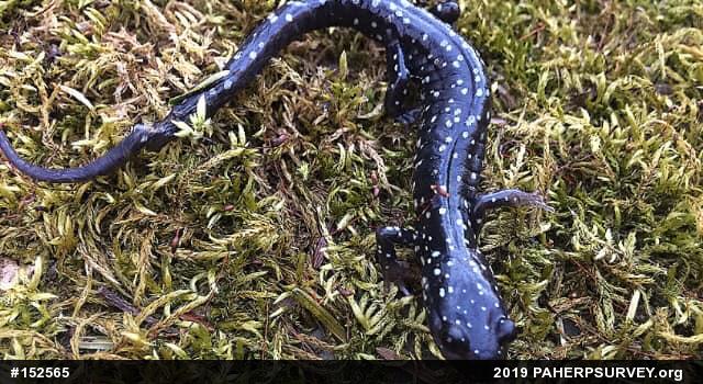 Northern Slimy Salamander