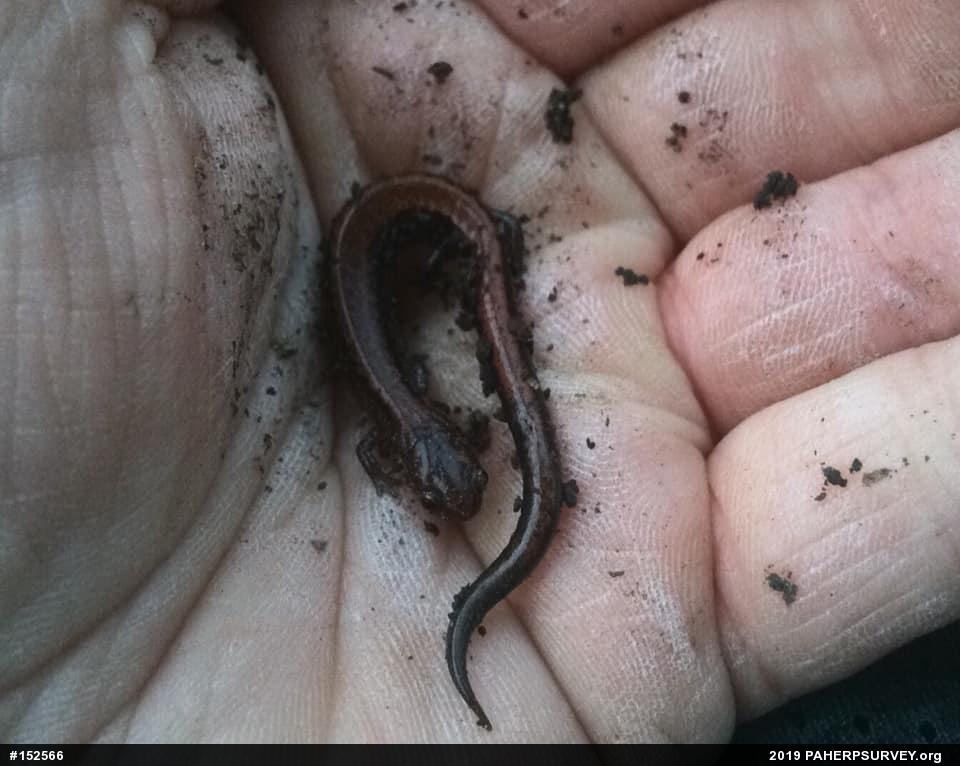 Eastern Red-backed  Salamander