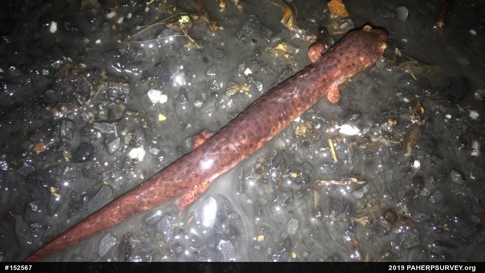 Northern Red Salamander