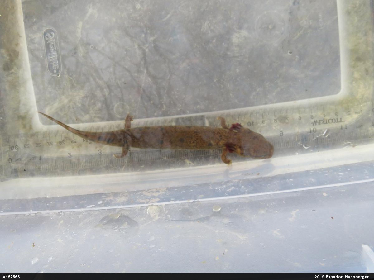 Common Mudpuppy