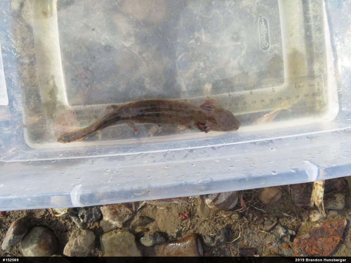 Common Mudpuppy