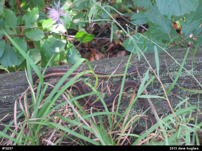 Eastern Gartersnake