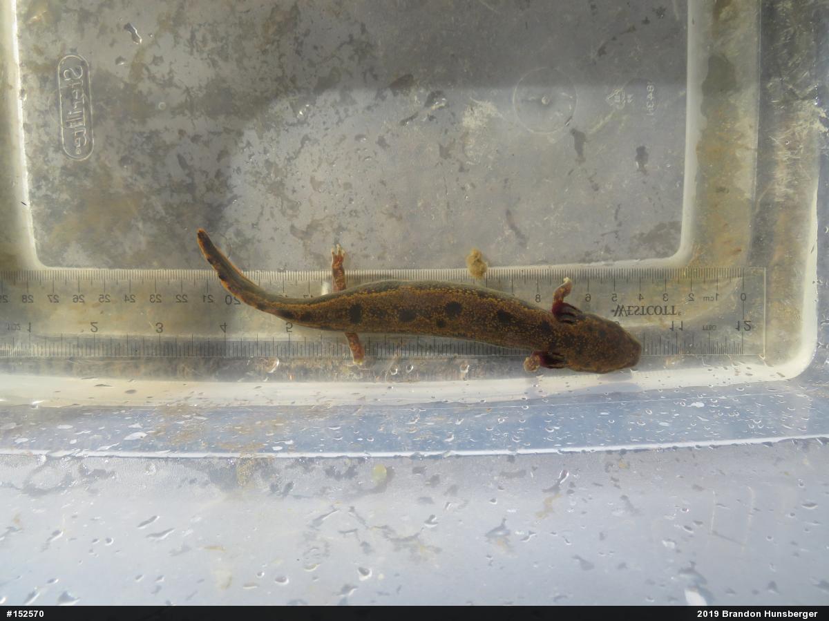 Common Mudpuppy