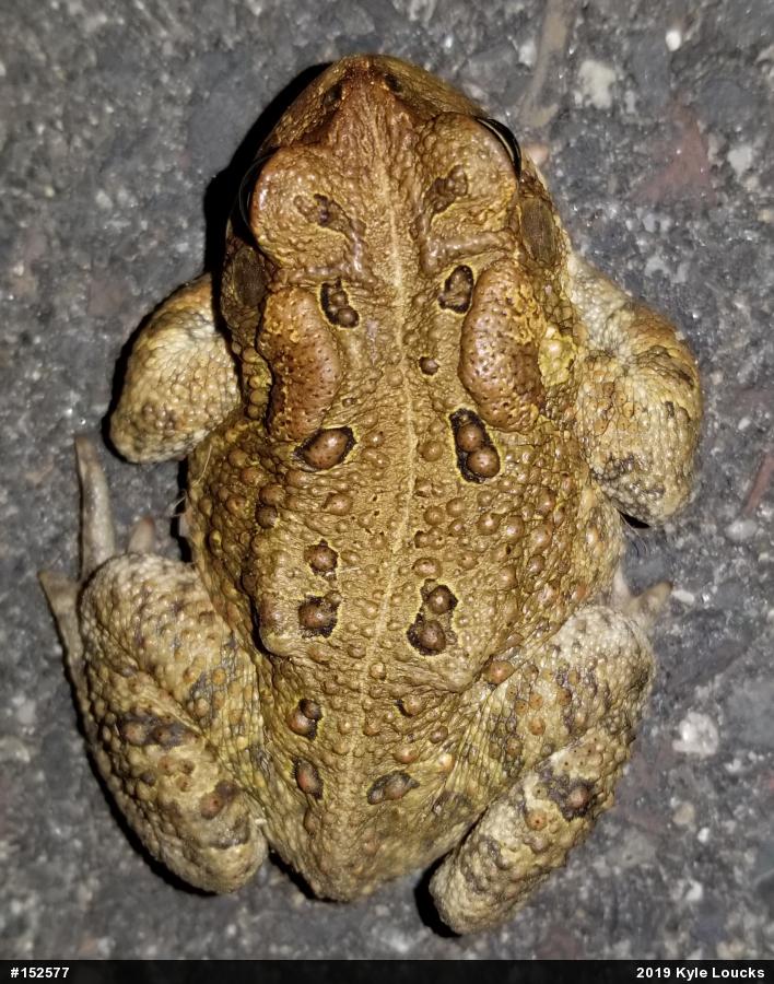 Eastern American Toad