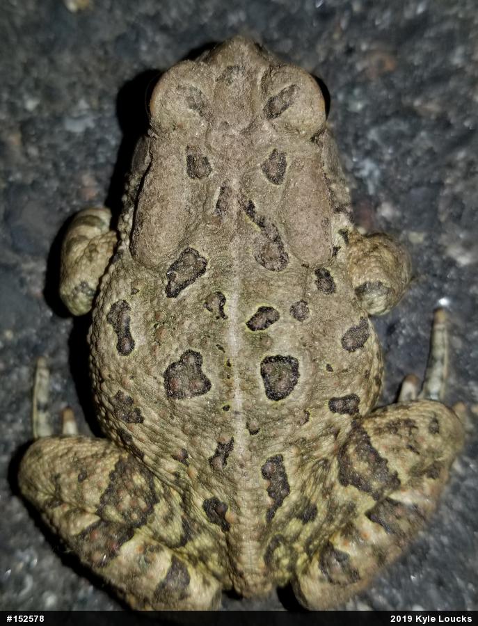Fowler's Toad