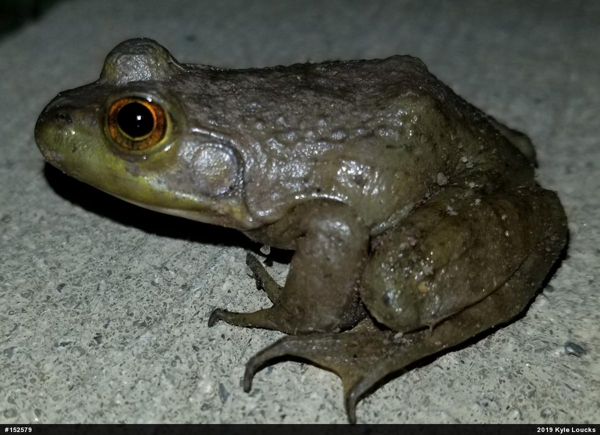 American Bullfrog