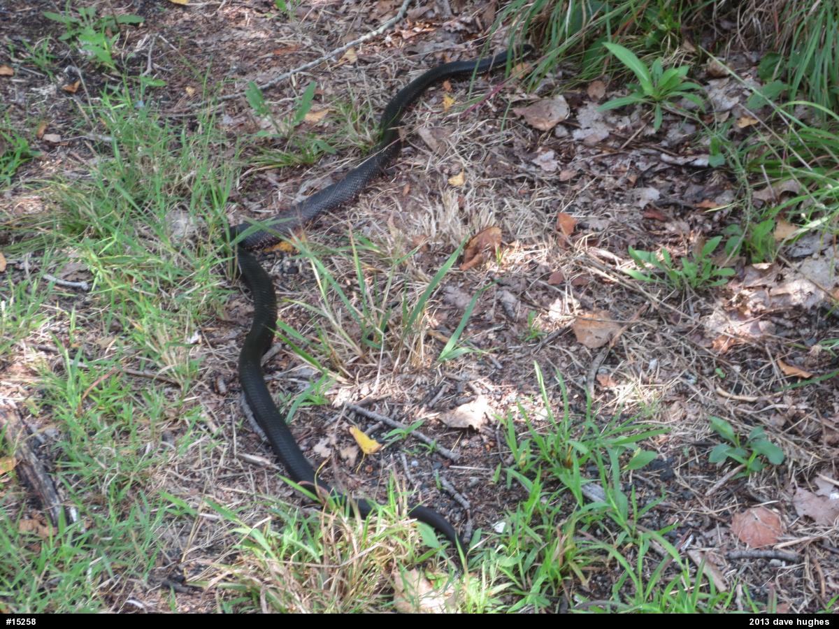 Eastern Ratsnake