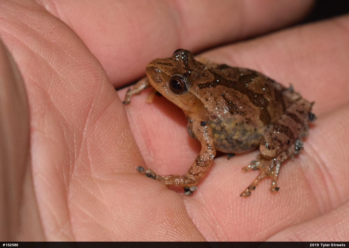 Spring Peeper