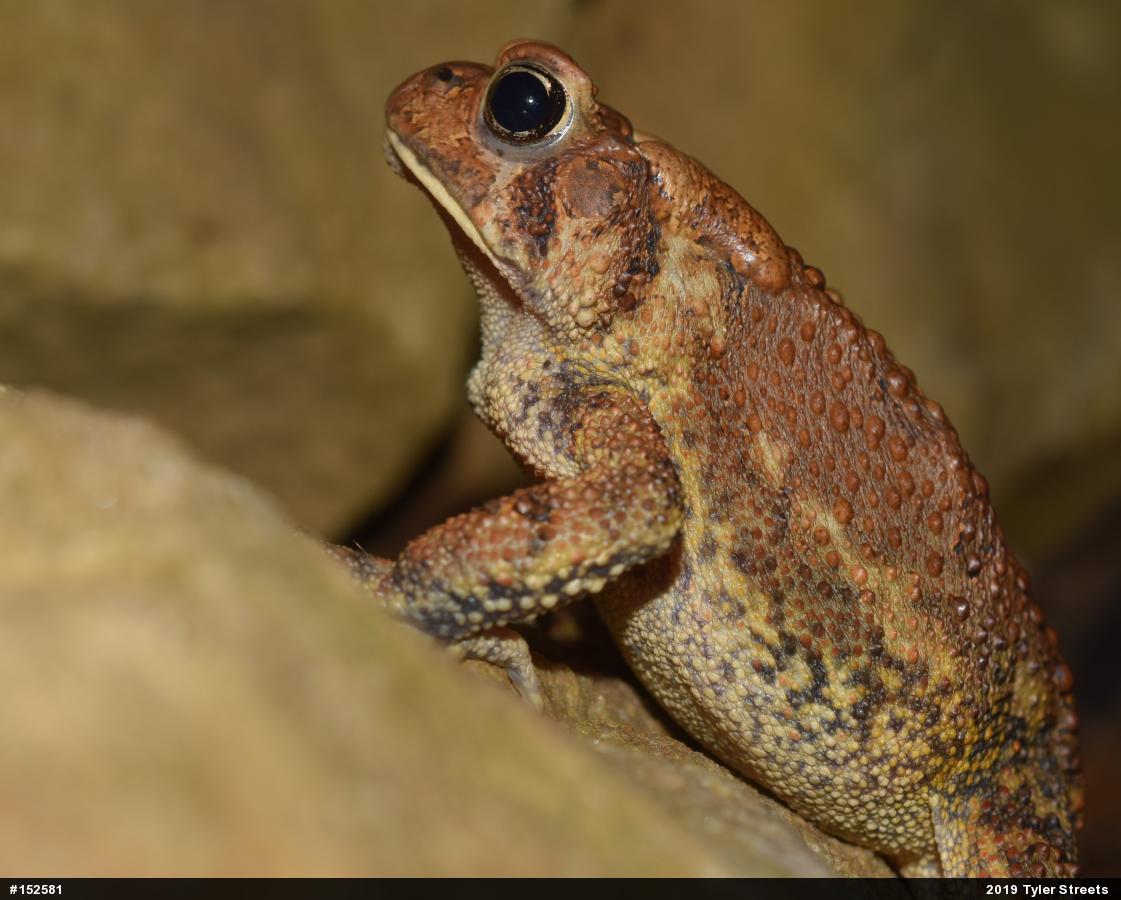 Eastern American Toad