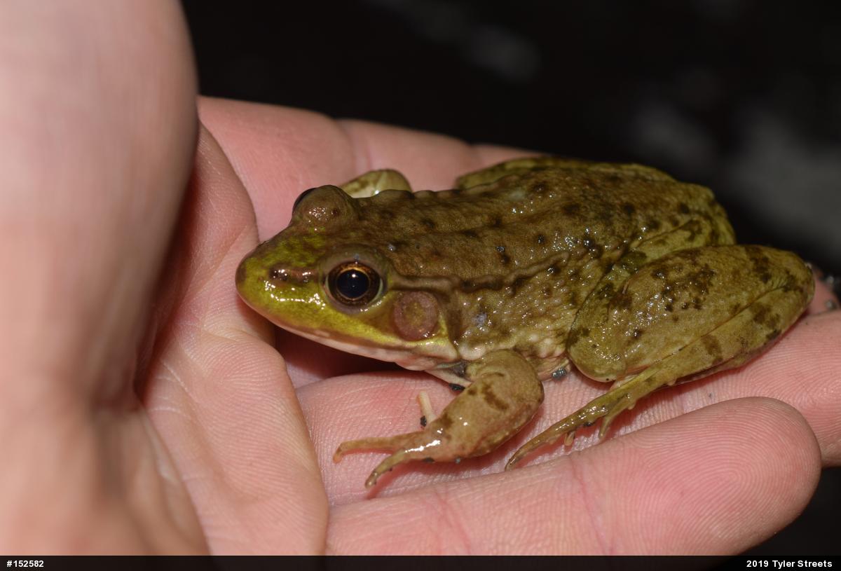 Green Frog