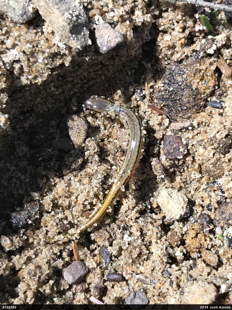 Northern Two-lined Salamander