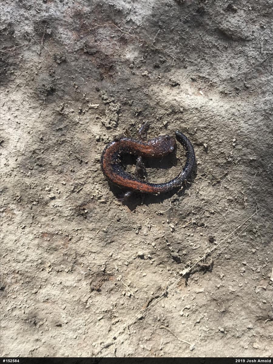 Eastern Red-backed  Salamander
