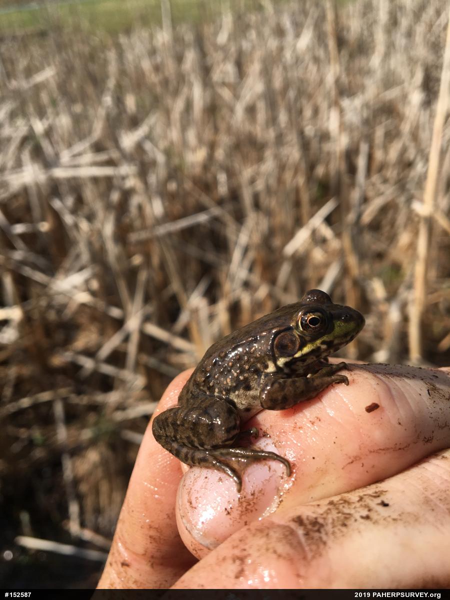 Green Frog