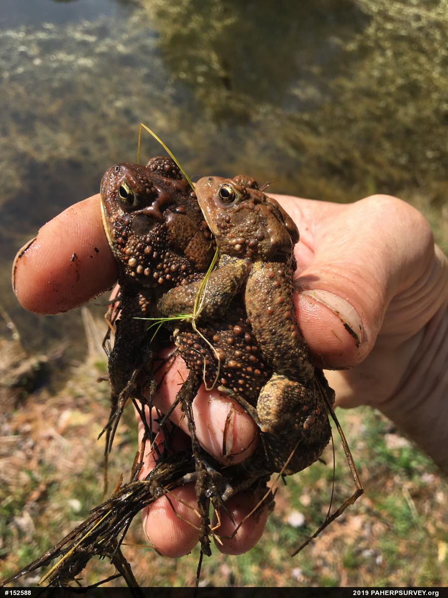 Eastern American Toad