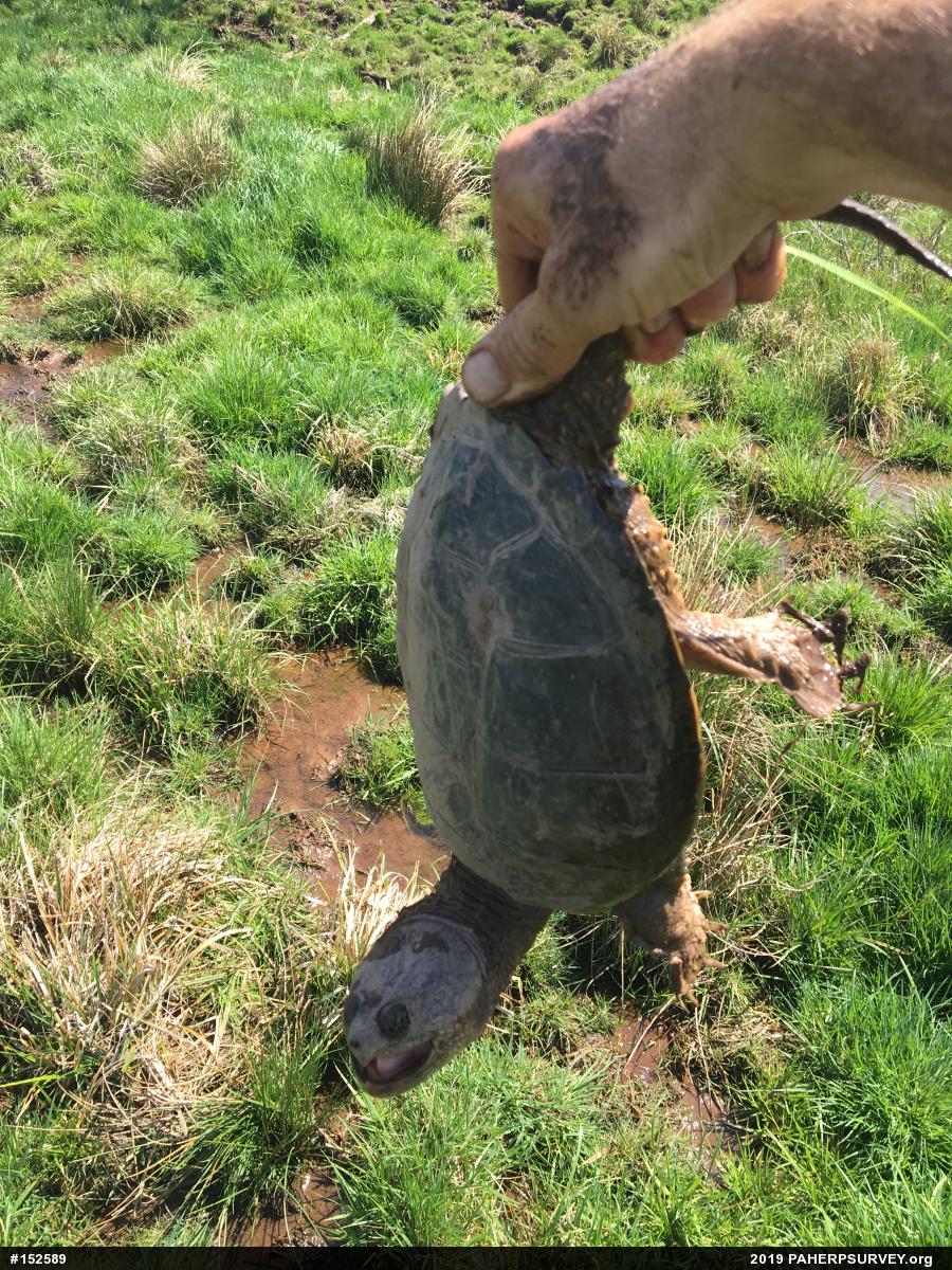 Snapping Turtle