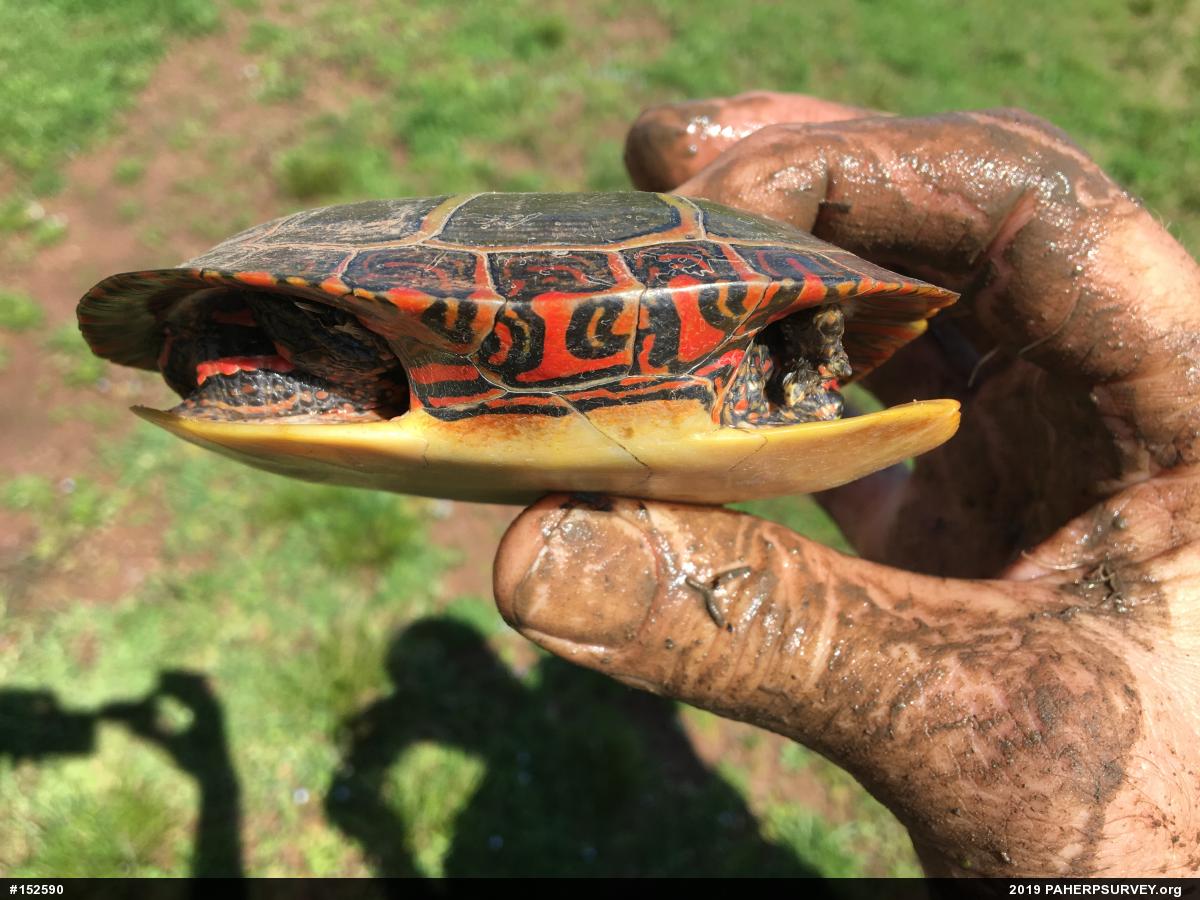 Painted Turtle