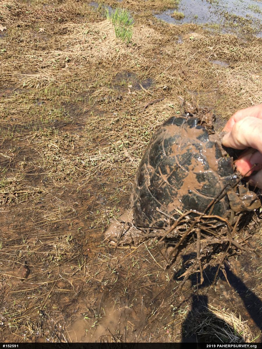 Snapping Turtle