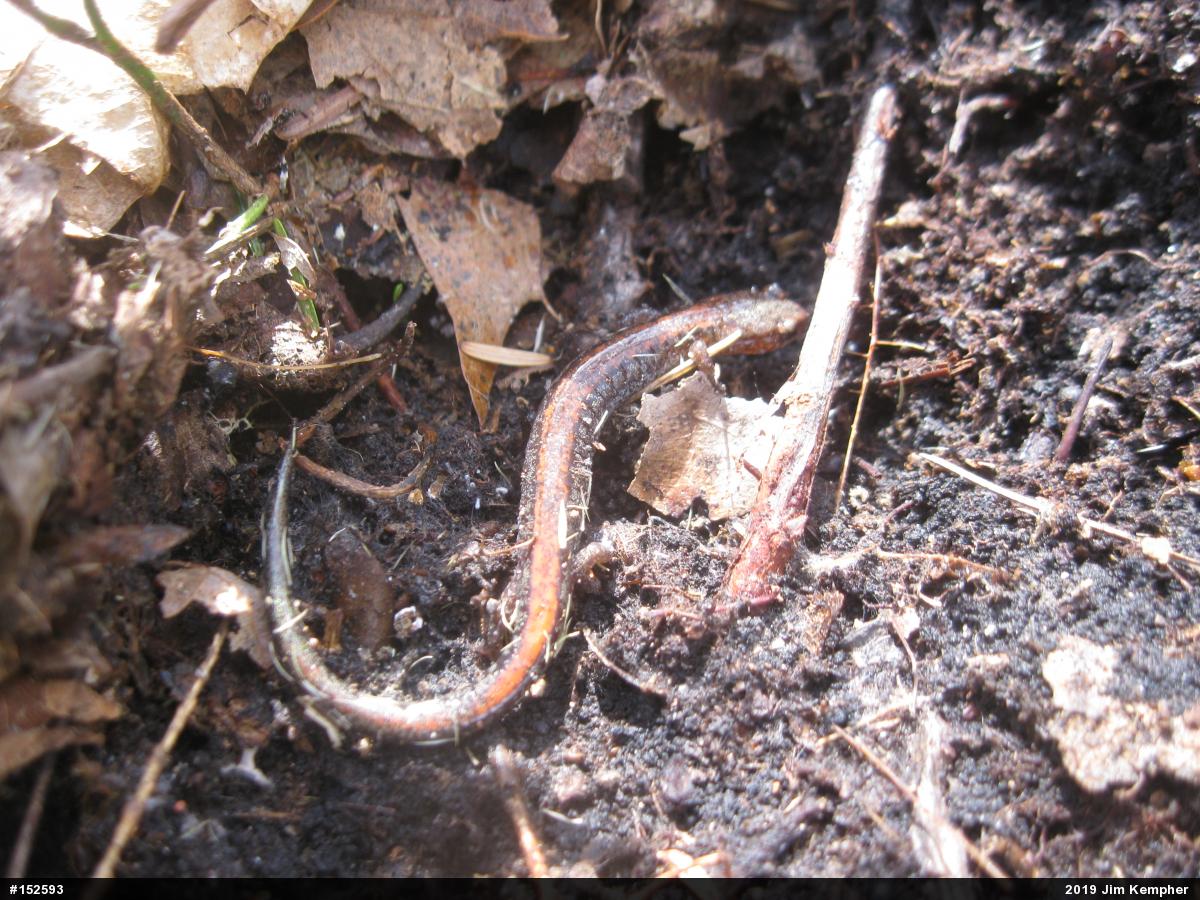 Eastern Red-backed  Salamander