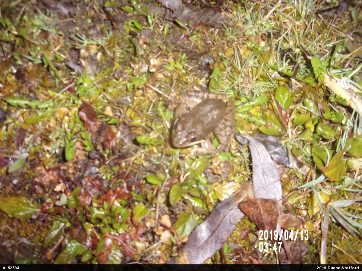 Wood Frog