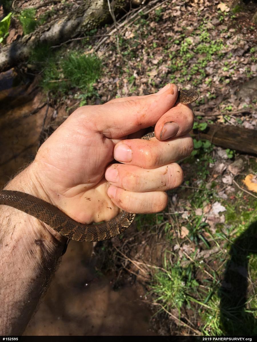Northern Watersnake