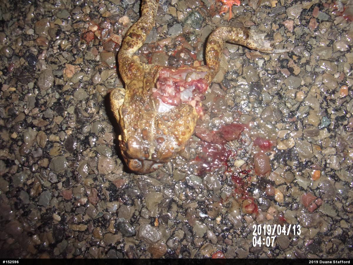 Eastern American Toad