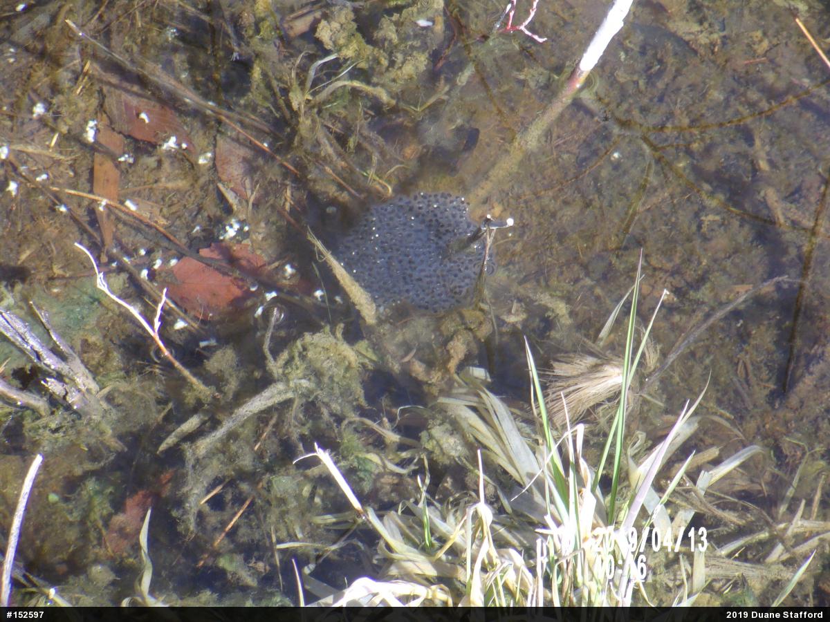 Spotted Salamander