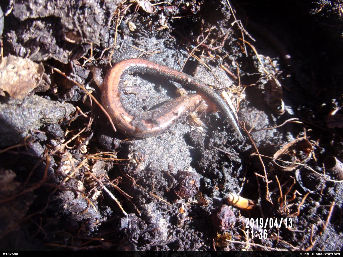 Eastern Red-backed  Salamander