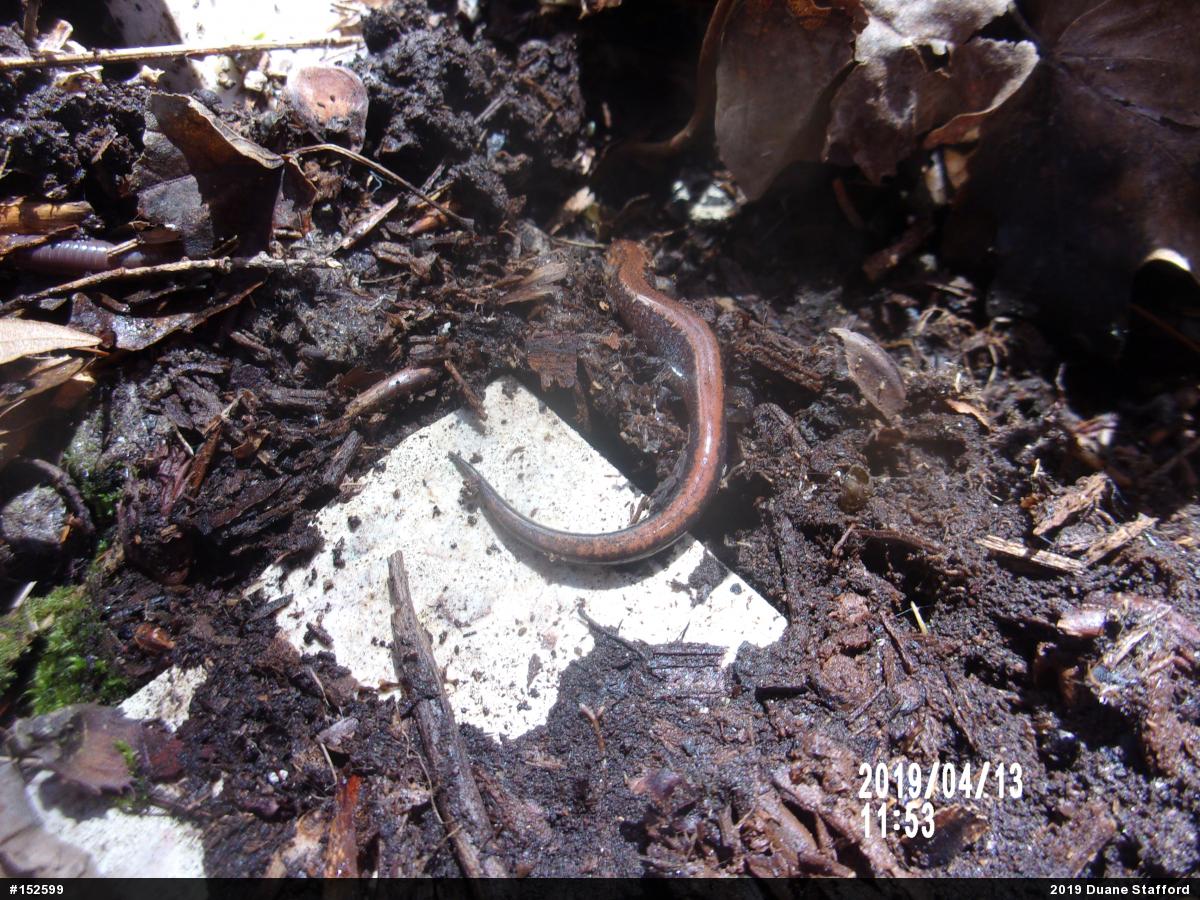 Eastern Red-backed  Salamander