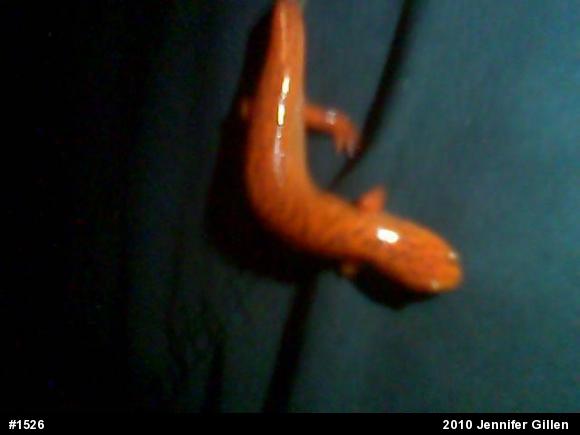 Northern Red Salamander