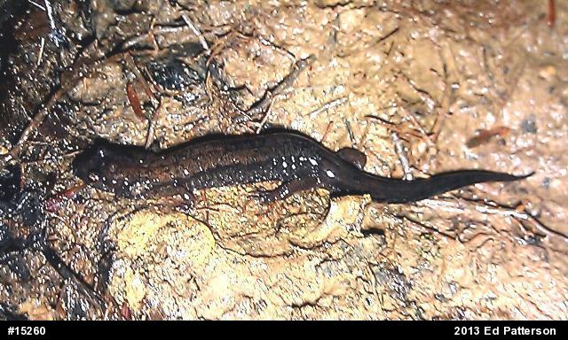 Allegheny Mountain Dusky Salamander