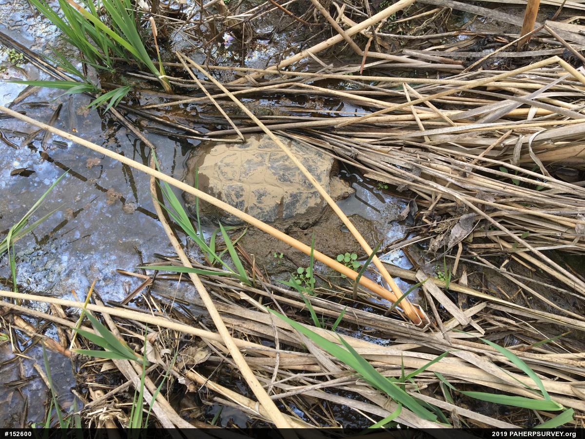 Snapping Turtle