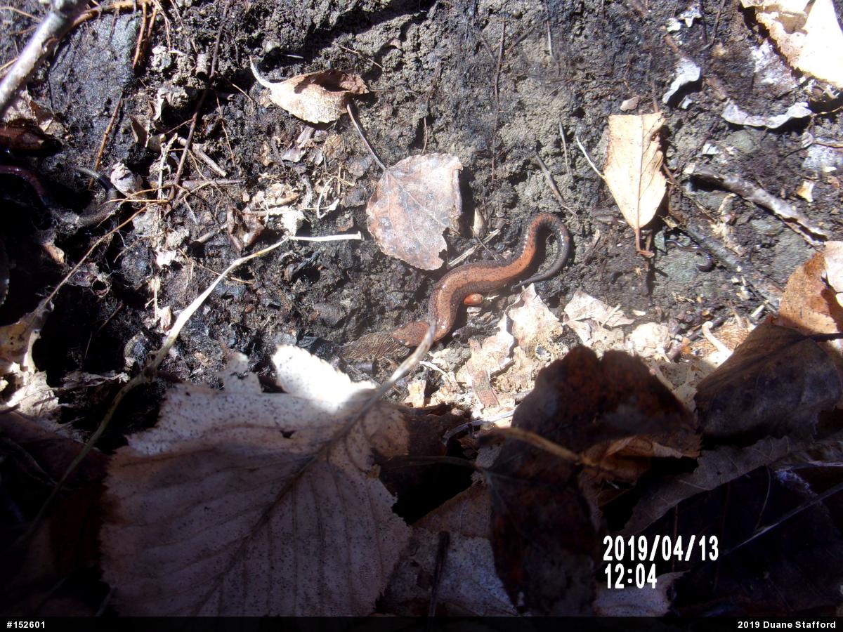 Eastern Red-backed  Salamander