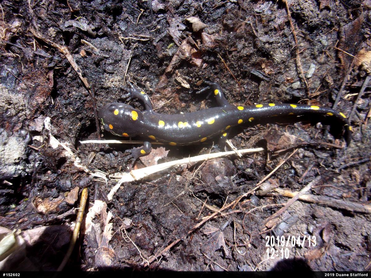 Spotted Salamander