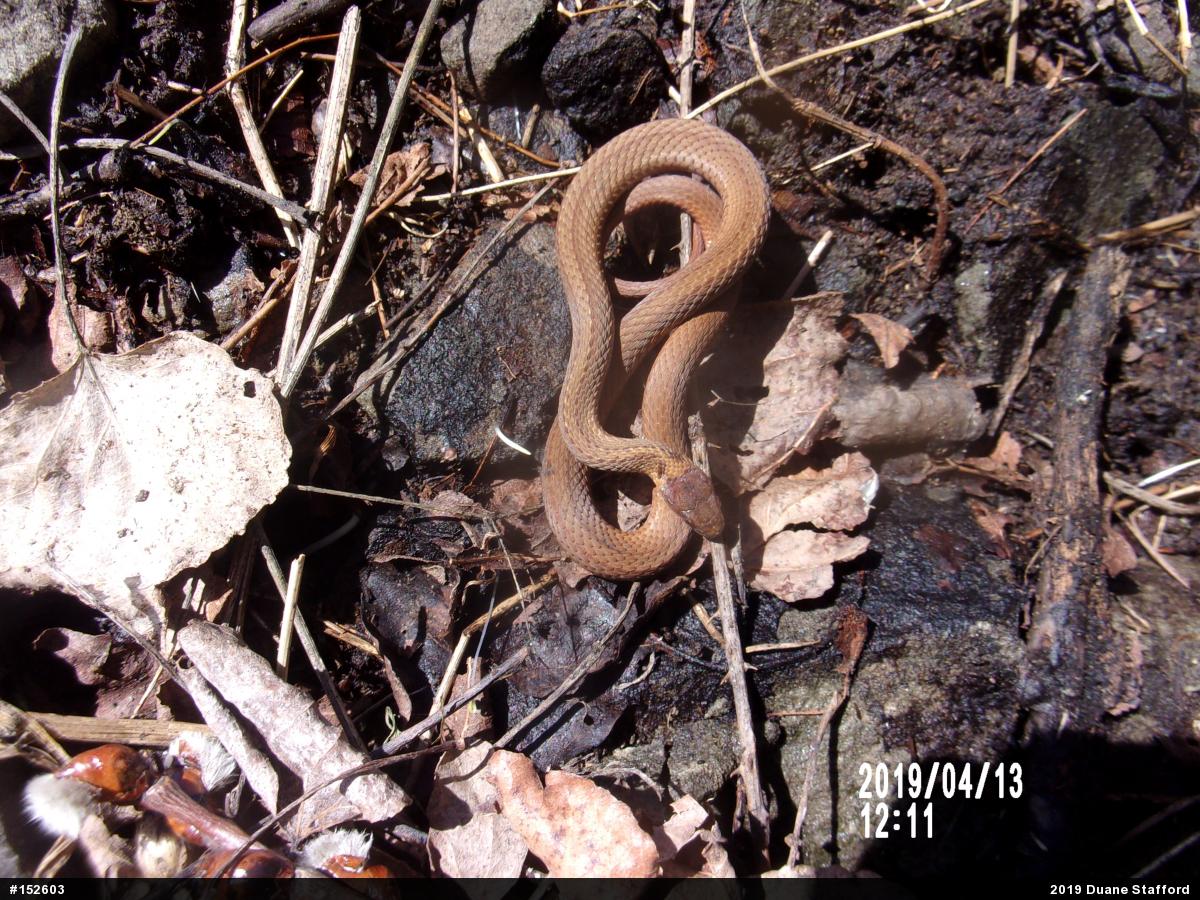 Red-bellied Snake